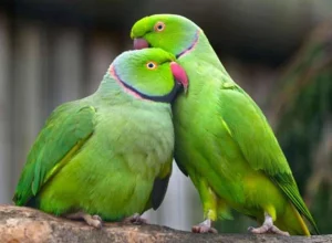 Udomio bih papagaja ili dva - Borča moj dolazak