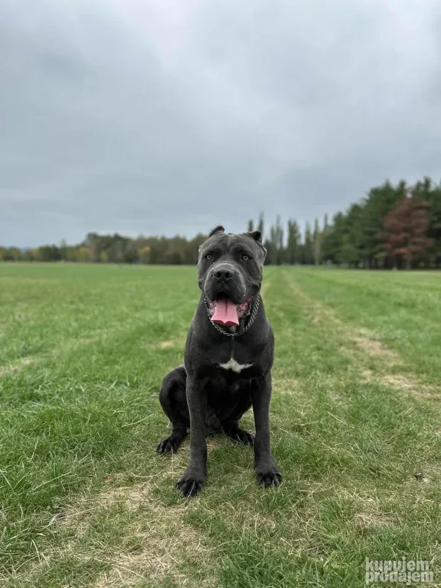 Cane Corso spreman za parenje