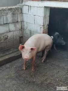 Svinje