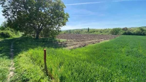 Poljoprivredno zemljište od 23.407m2, S. Karlovci š. 547012