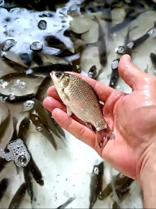 Kederi na stanju 11.12.2025