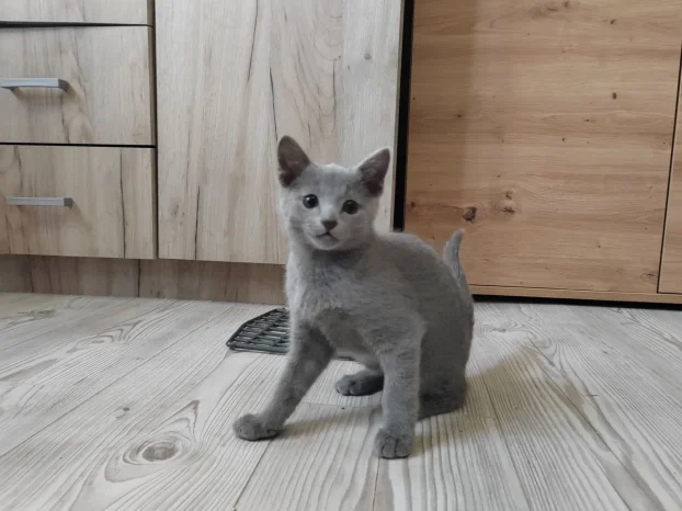 Rusko plavo mače