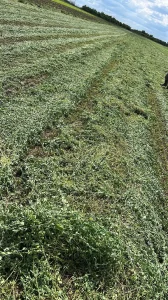 Detelina Lucerka 35din/kg
