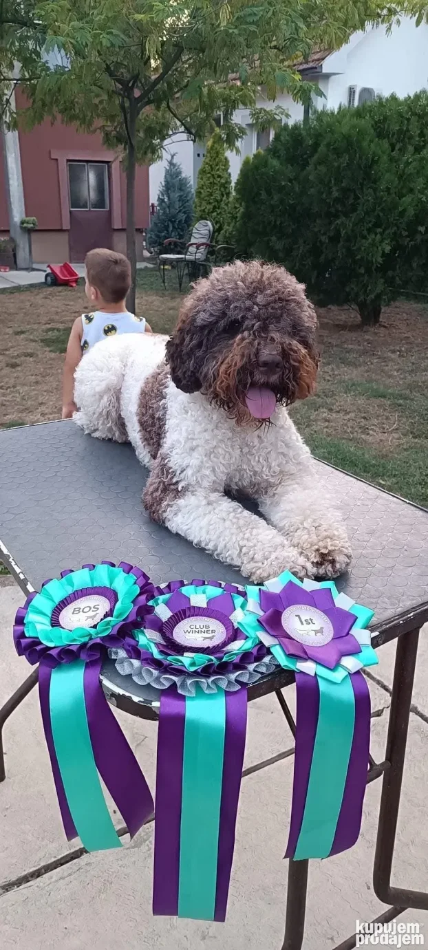 Lagotto Romagnolo