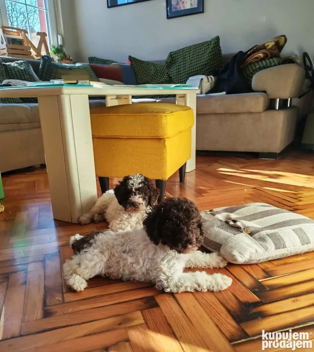 Lagotto Romagnolo