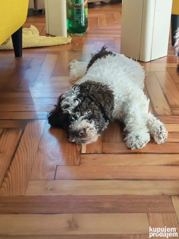Lagotto Romagnolo