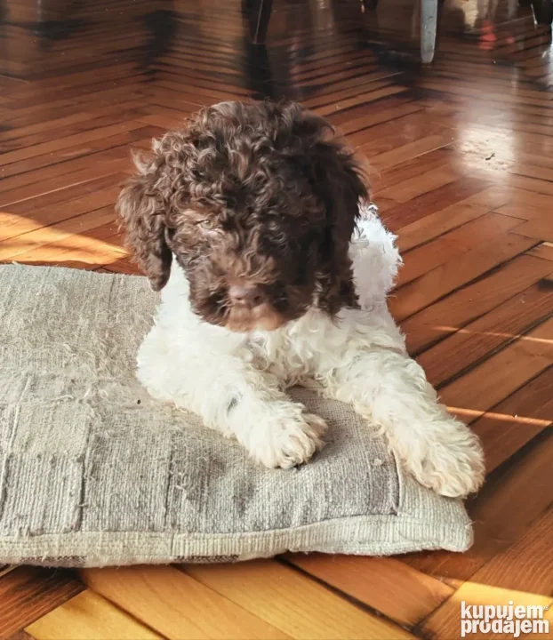 Lagotto Romagnolo