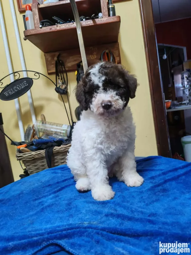 Lagotto Romagnolo