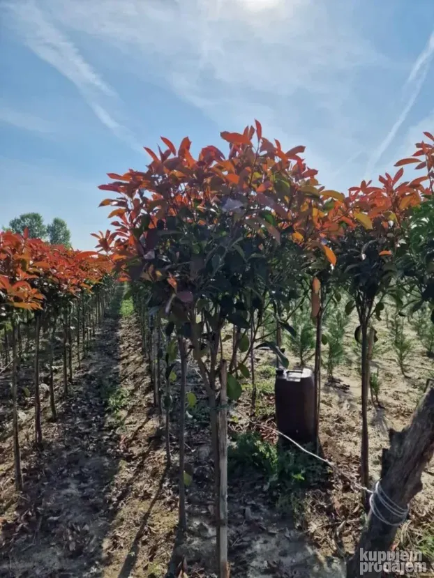 Fotinije na štapu 130cm