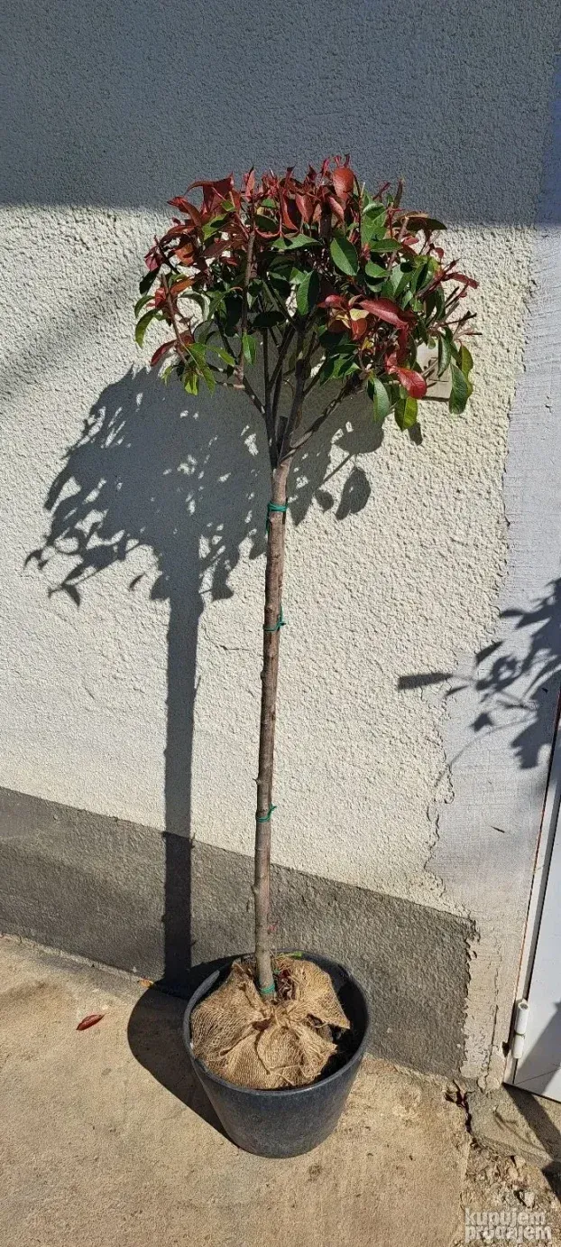 Fotinije na štapu 130cm