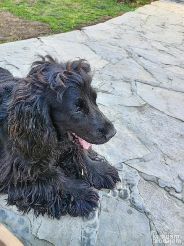 Koker spanijel zennka