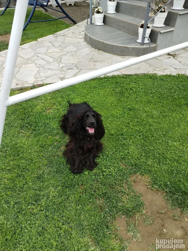 Koker spanijel zennka