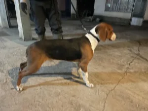 Srpski trobojni gonic