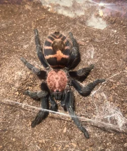 Tarantula Davus Pentaloris