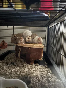 Degu veverice cilejanske