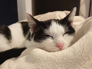 Udomi mačkodrugaricu