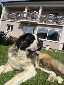 Bernardinac za parenje