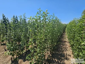 Radnici za rad u rasadniku