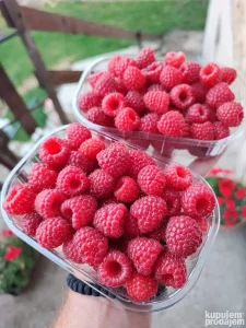 Sadnice maline Polka,Vilamet,Polana..