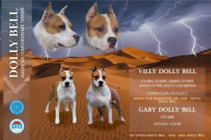 Američki stafordski terijer štenci