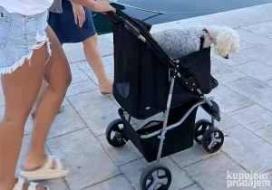 kućni ljubimci