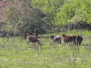 Potreban radnik za rad na poljoprivrednem gazdinstvu