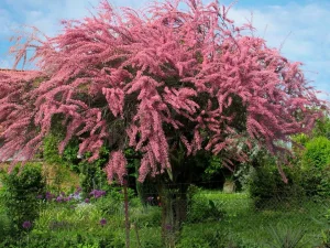 Tamariks - tamarix parviflora