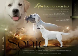 Labrador muzjak za parenje