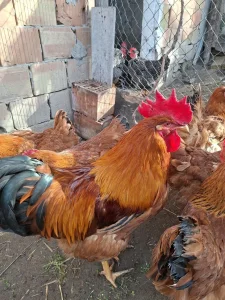 Nju Hempsir , jaja za nasad , pilici