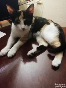 Nestala Maca