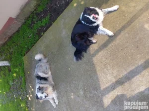 Border coli blue merlo