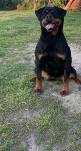 Rotvajler ženka