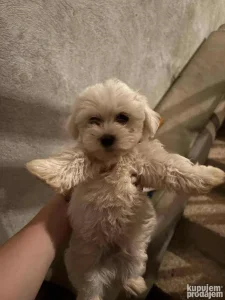Maltezer