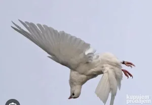 Birmingenski prevrtači