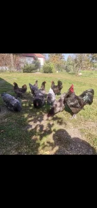 AUSTRALORP JAJA U TRI BOJE za inkubator -nasad