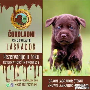 Labrador braon stenci stenad