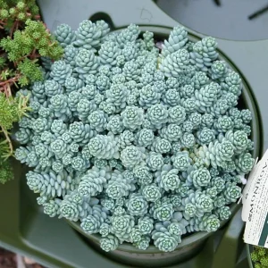 Sedum dasyphyllium