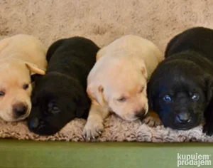 Labrador retriver