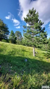 Tara, Mokra gora, 1 ar