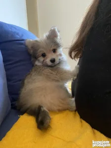 Mešanac maltezera i pomeranca star 4 ipo mesecaMešanac malte