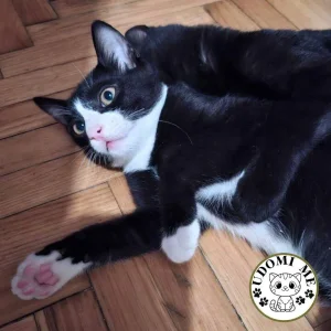 Ovaj prelepi mačak, koga zovemo Markis