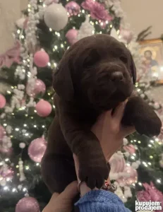 Čokoladni labradori štenci