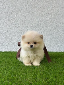 Pomeranac (BOO) garancija velicine
