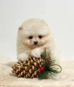 Pomeranac (BOO) garancija velicine