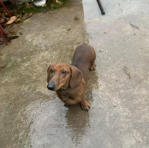 Mužijak čistokrvni kratkodlaki jazavičar