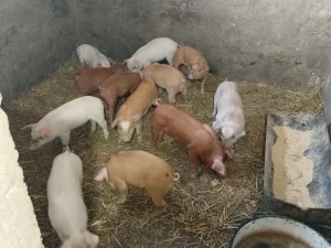 Prasići