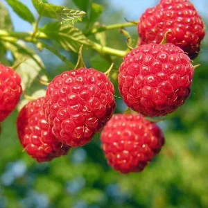 Berači maline