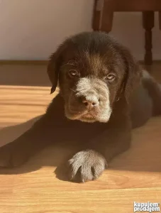 Na prodaju štenci čokoladnog labradora