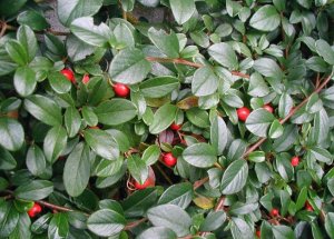 Cotoneaster dameri major, dunjarica