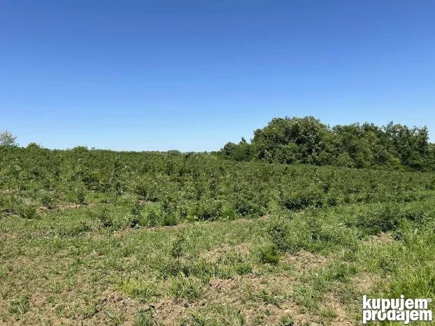 Kosmaj Sopot Nemenikuće 62 ar